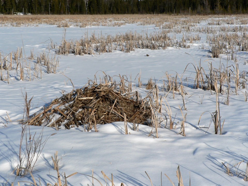 USED 2020-1-30goodmorningnorthbaybct  4 Beaver lodge. North Bay. Photo by Brenda Turl for BayToday.