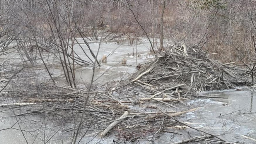 USED 2020-12-7goodmorningnorthbaybct  2 Beaver dam. Temiskaming Shores area. Courtesy of Mark Taylor.