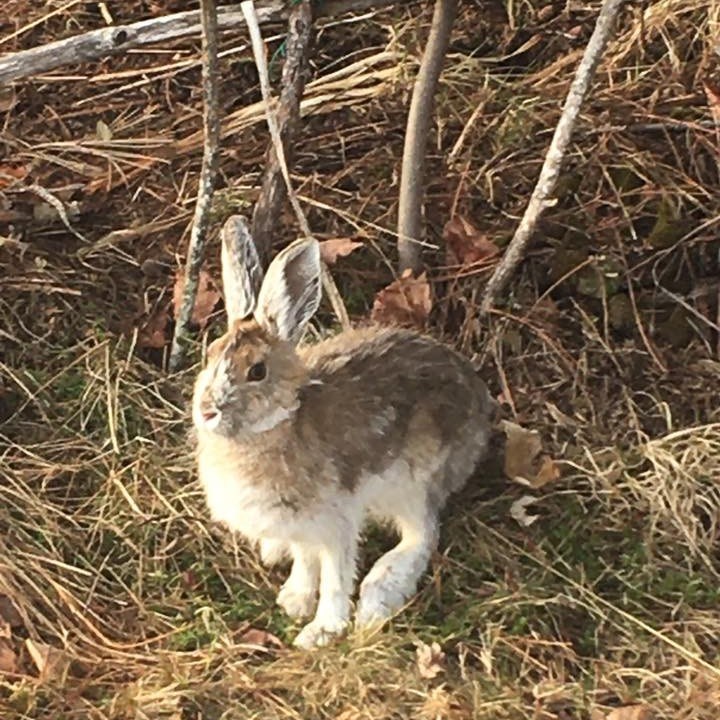 USED 2020-5-4goodmorningnorthbaybct  4 Bunny changing colours. North Bay. Courtesy of Steve Ryan  Johnson.