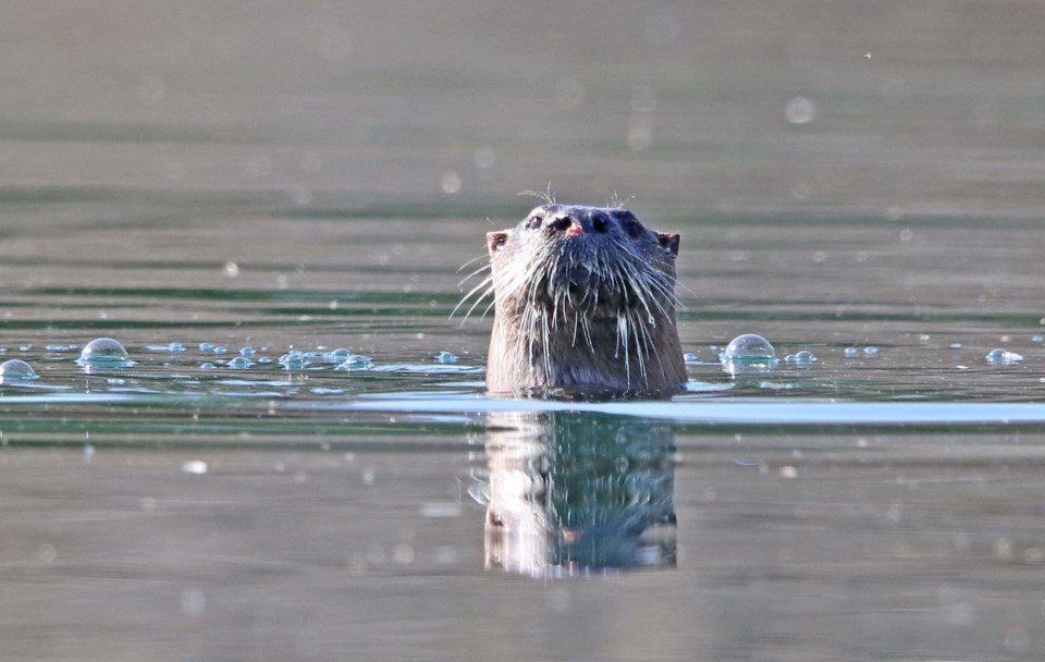 USED 2021-5-31goodmorningnorthbaybct  5 Otter. Cobalt area. Courtesy of Sue Nielsen.