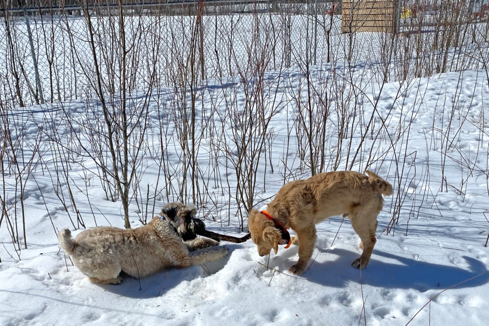 USED 2023-04-18goodmor-ningnorthbaybct-3-fun-at-the-dog-park-north-bay-toni-benninger