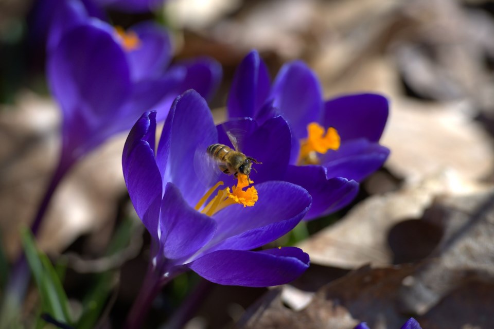 USED 2023-04-18goodmorningnorthbaybct-1-sure-signs-of-spring-north-bay-les-couchi