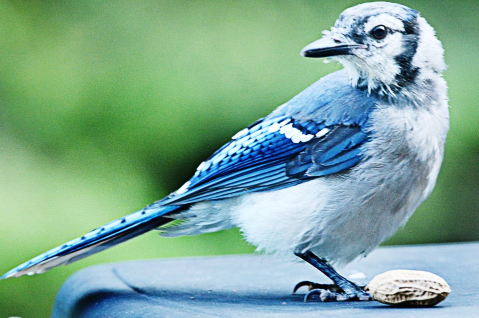 USEDAUG 2023-9-5goodmorningnorthbaybct-5-blue-jay-with-peanut-zeke-johnson