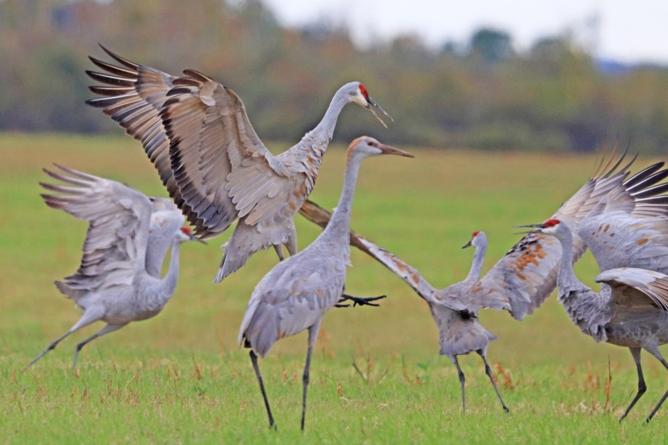 USED 2024-10-22goodmorningnorthbaybct-3-dancing-cranes-sue-nielsen