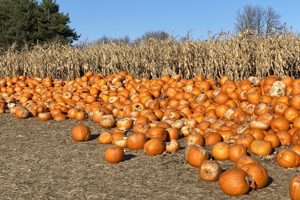 USED 2024-10-22goodmorningnorthbaybct-6-pumpkins-on-the-farm-steve-piekarski