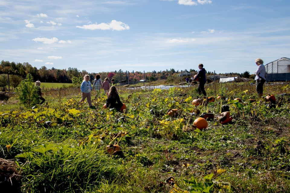 USED 2024-10-29goodmorningnorthbaybct-1-searching-for-the-perfect-pumpkin-powassan-pat-stack