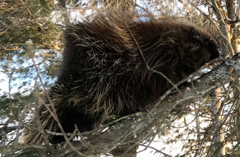 USED 2024-11-12goodmorningnorthbaybct-3-porcupine-north-bay-courtesy-of-cindy-timpano(1)