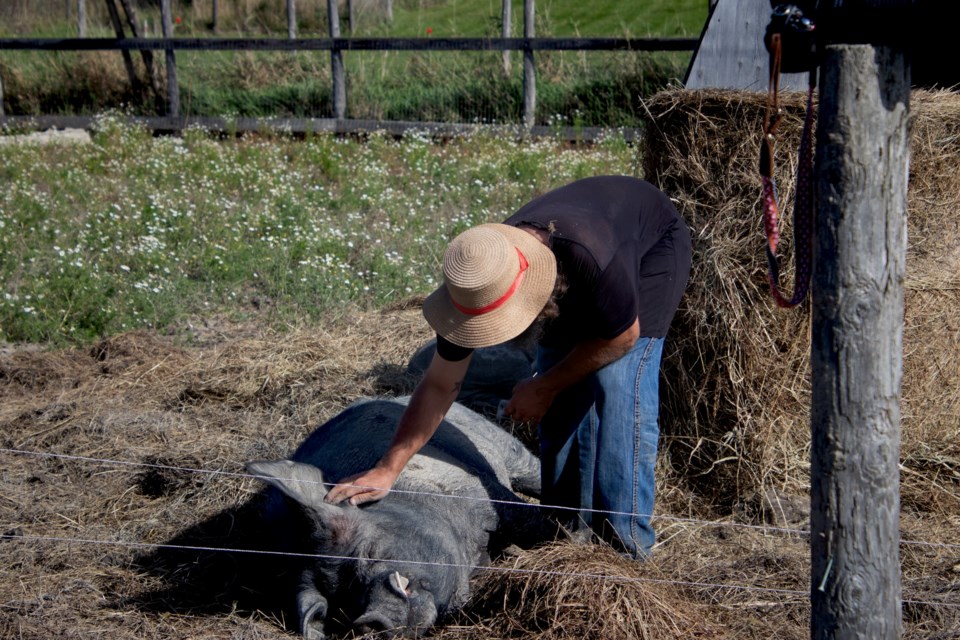 USED2024-11-12goodmorningnorthbaybct-4-tummy-rubs-alway-appreciated-foxfire-farm-powassan-pat-stack