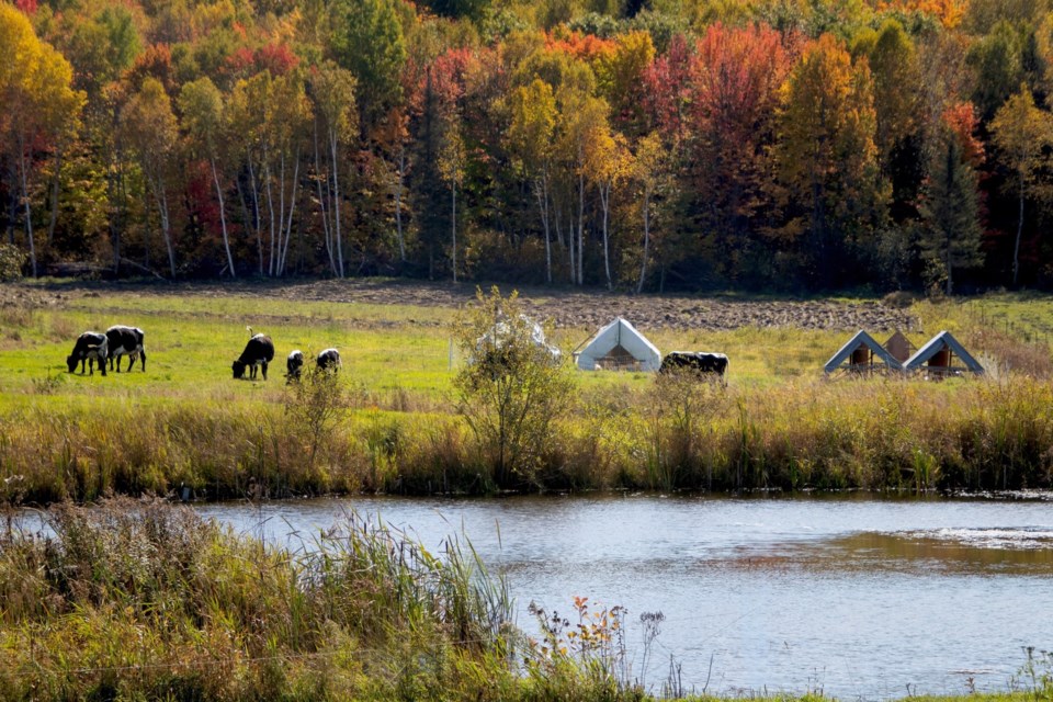 USED 2024-11-19goodmorningnorthbaybct-5-fall-at-foxfire-farm-powassan-pat-stack