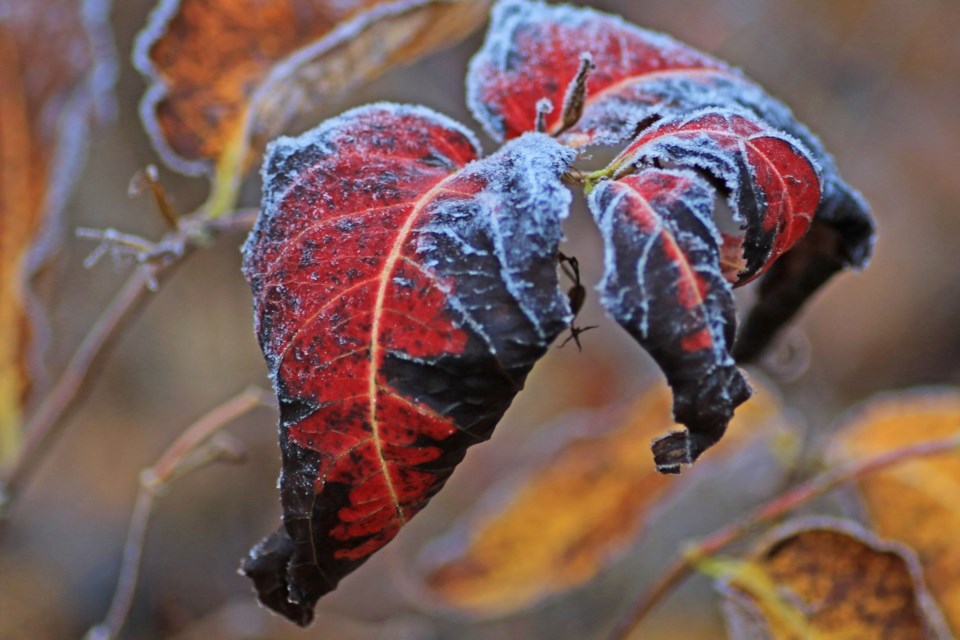 USED 2024-11-19goodmorningnorthbaybct-6-frost-covered-leaves-sue-nielsen