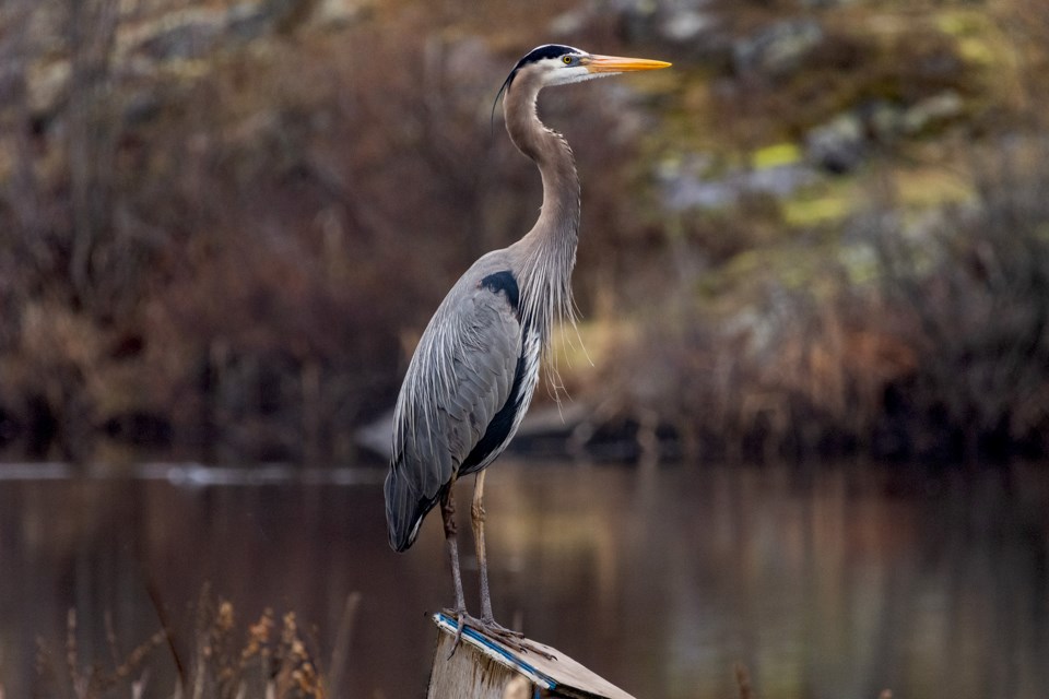 USED 2024-5-14goodmorningnorthbaybct-3-great-blue-heron-north-bay-pat-stack