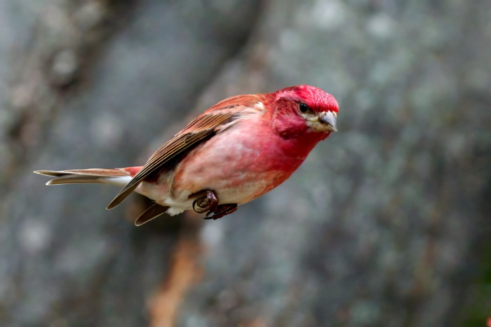 USED 2024-5-14goodmorningnorthbaybct-6-purple-finch-in-flight-les-couchi