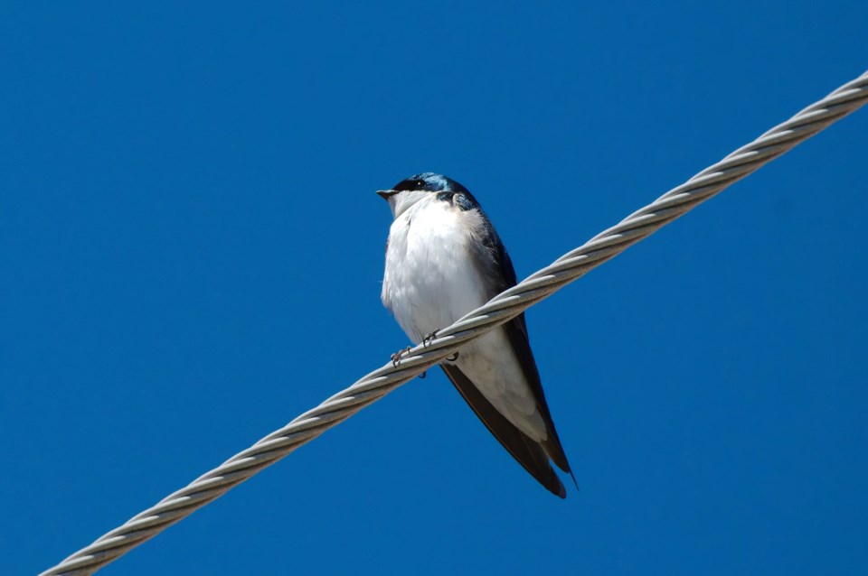 USED 2024-5-21goodmorningnorthbaybct-3-barn-swallow-les-couchi