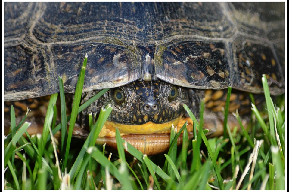 USED 2024-6-18goodmorningnorthbaybct-7-peek-a-boo-turtle-zeke-johnson