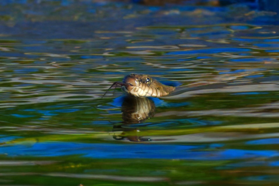 USED2024-7-16goodmorningnorthbaybct-2-water-snake-les-couchi