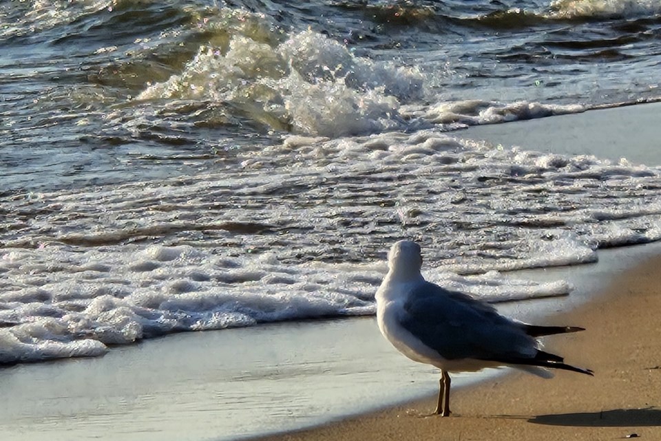 USED 2024-7-30goodmorningnorthbaybct-2-admiring-the-crashing-surf-north-bay-gisele-gauthier