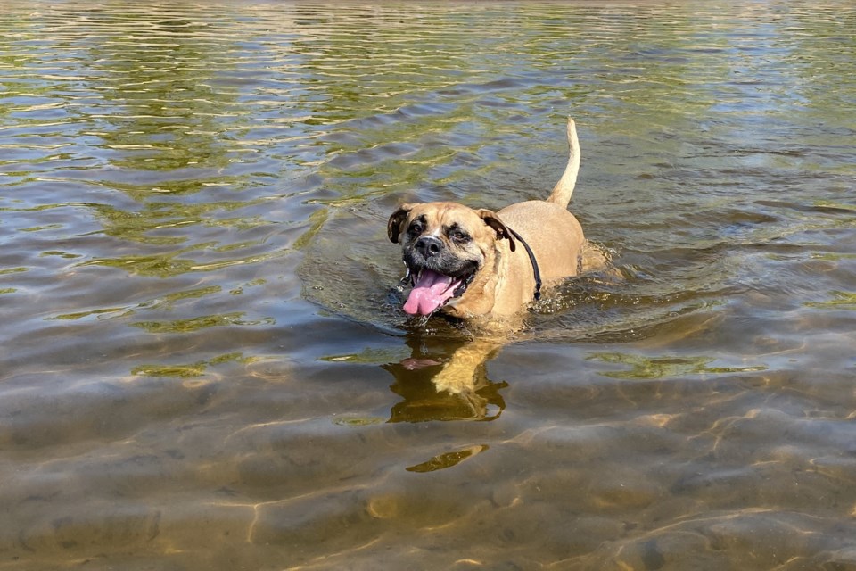 USED 2024-7-30goodmorningnorthbaybct-5-buddy-enjoying-lake-nipissing-north-bay-jody-stockfish