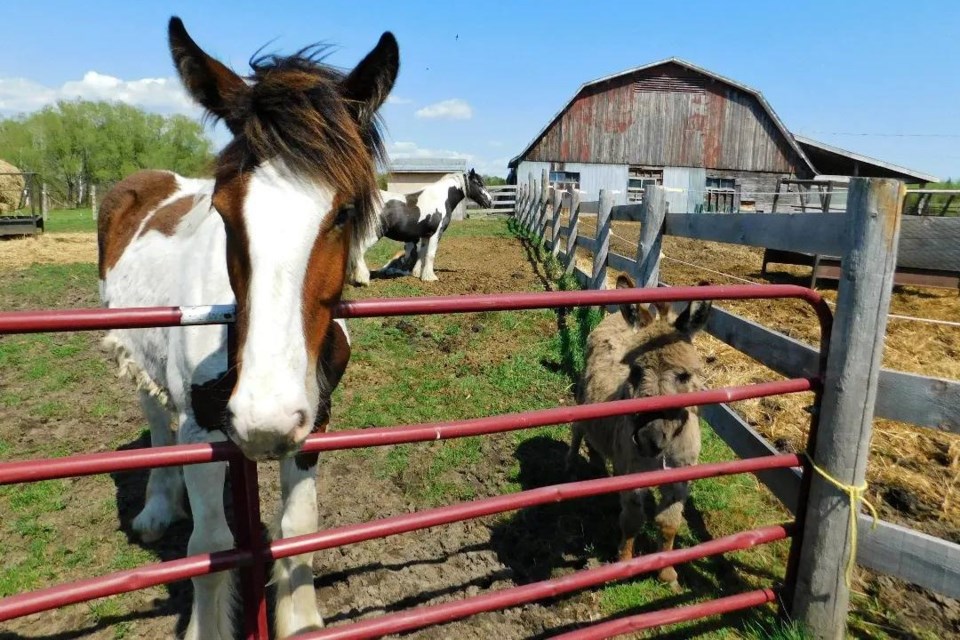 USED 2024-9-10goodmorningnorthbaybct-6-on-the-farm-corbeil-garrett-campbell