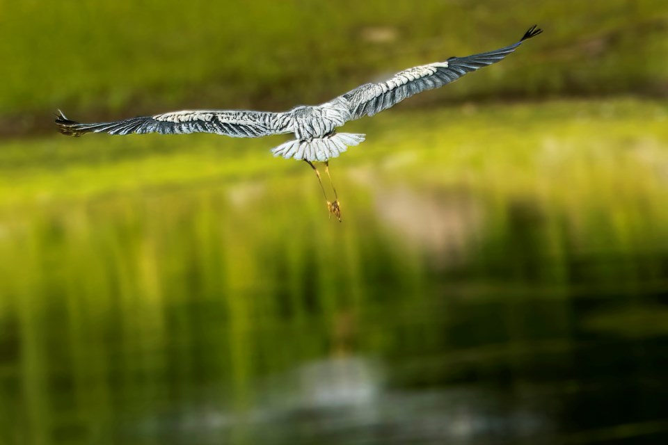 USED2024-9-3goodmorningnorthbaybct-5-great-blue-heron-in-flight-north-bay-al-orlando