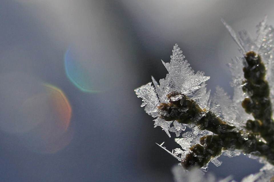 USED 2025-1-14goodmorningnorthbaybct-4-hoar-frost-on-spruce-sue-nielsen