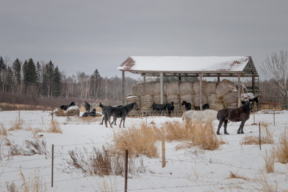 USED 2025-1-14goodmorningnorthbaybct-5-horse-farm-powassan-pat-stack