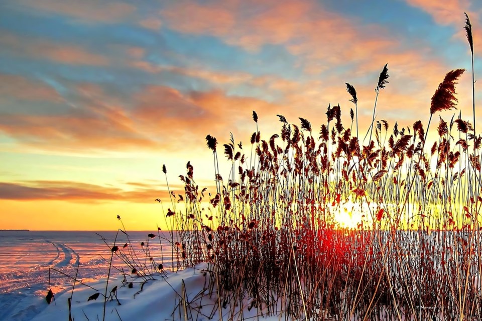 USED 2025-2-18goodmorningnorthbaybct-1-sunset-through-phragmites-on-lake-nipissing-north-bay-peter-menard