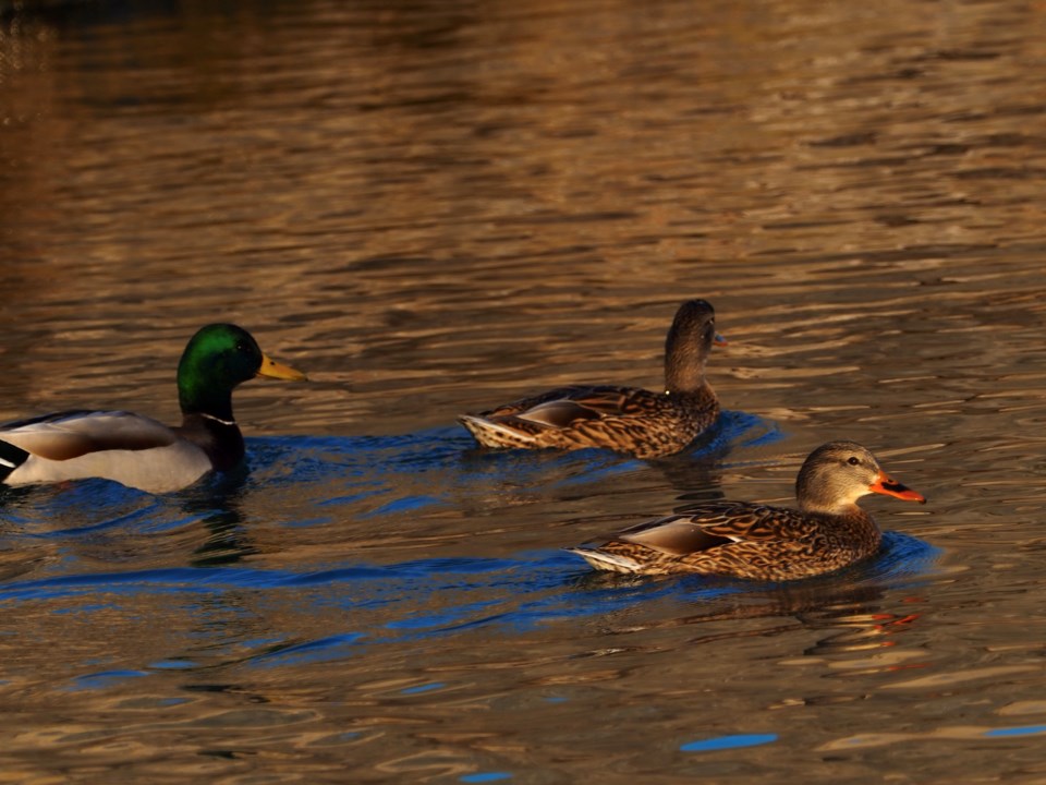 USED 221227-good-morning-trio-of-mallards