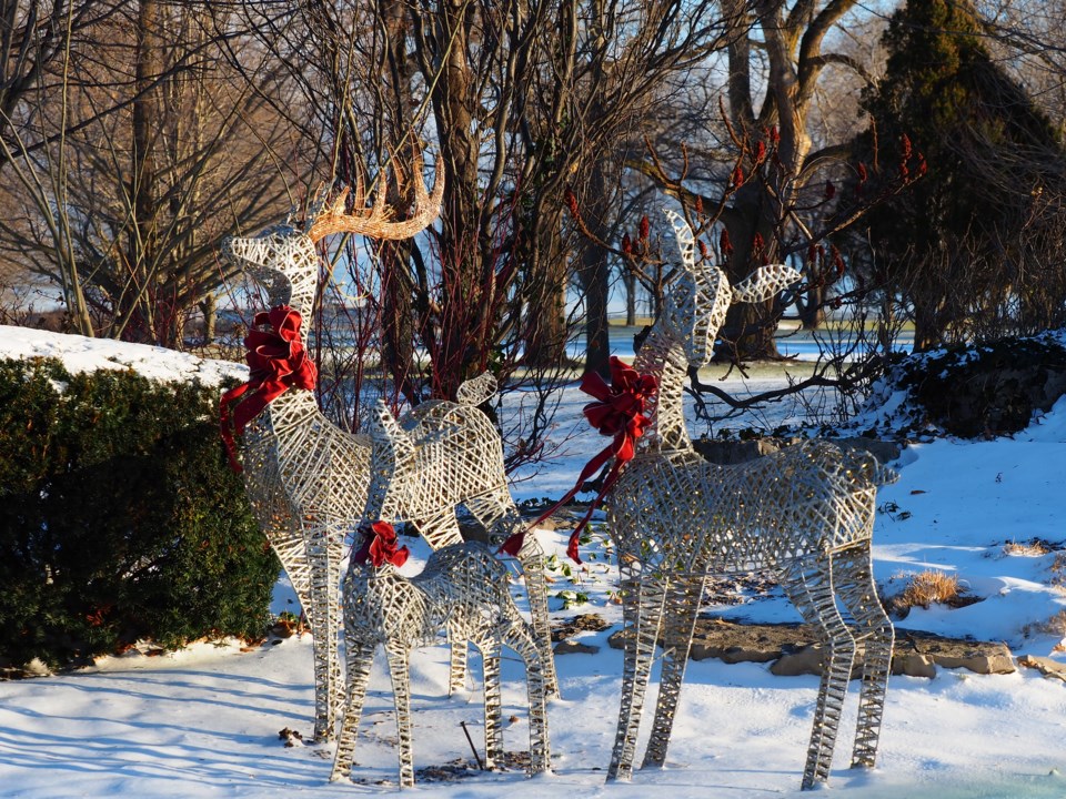 USED 221231-good-morning-dave-deer-at-end-of-mississauga-st