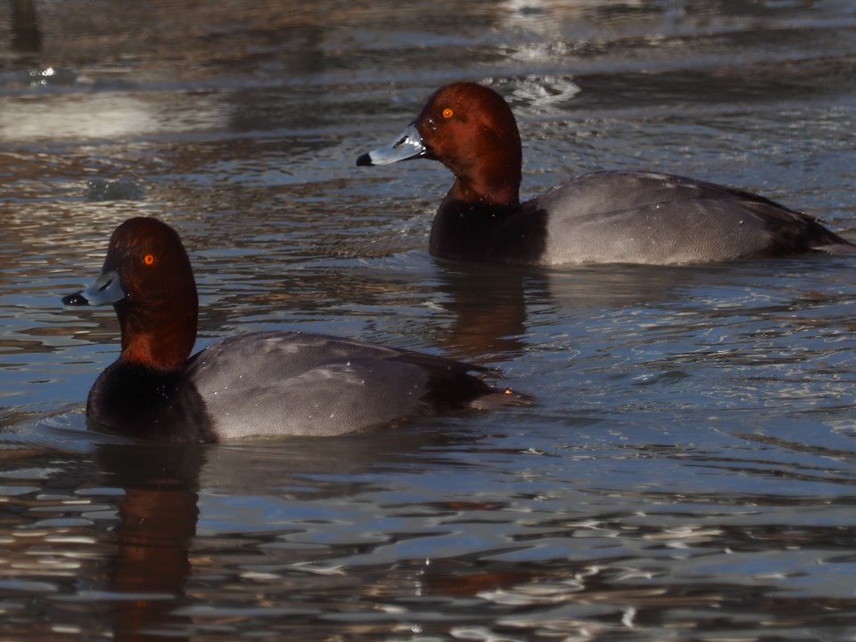 USED 221231-red-head-ducks-in-niagara-river