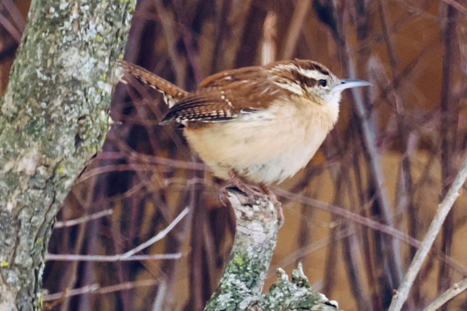 USED gm-mar-2-carolina-wren-sign-of-spring