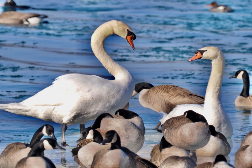 USED gm-mar-2-signs-of-spring-mute-swans-niagara-river