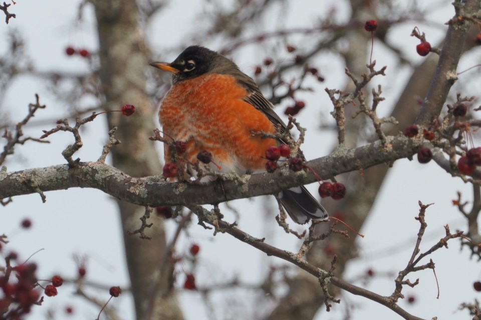 USED gm-mar-2-signs-of-spring-robin