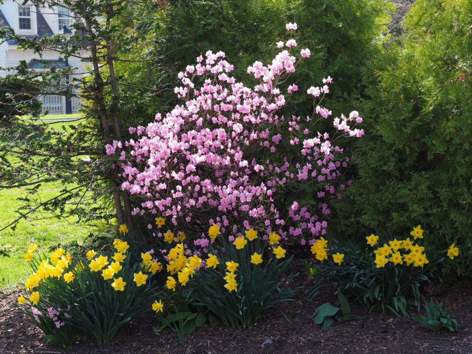 USED good-morning-april-23-srping-blooms-simcoe-park