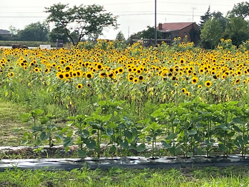 USED good-morning-aug-25-sunflowers-mike