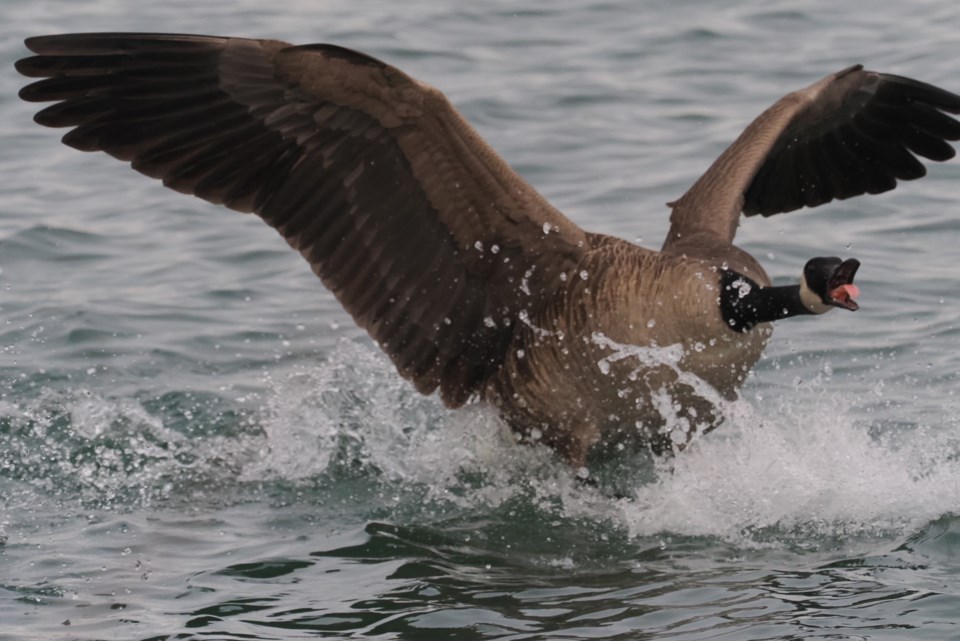 USED good-morning-de-29-canada-goose-landing-on-the-niagara-river