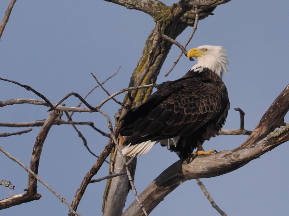 USED good-morning-feb-1-bald-eagle-navy-hall