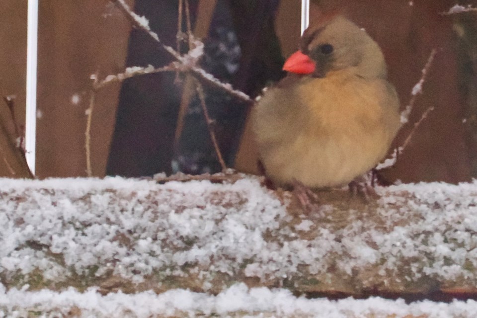 USED good-morning-feb-1-female-eastern-cardinal