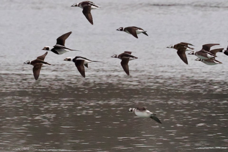 USED good-morning-feb-1-longtails-over-niagara-river