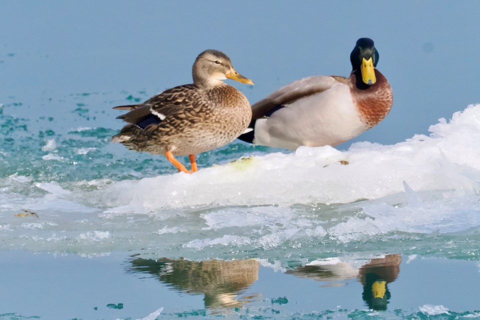 USED good-morning-feb-10-pair-of-mallards-enjoying-the-sunshine-sitting-on-ice-at-navy-hall