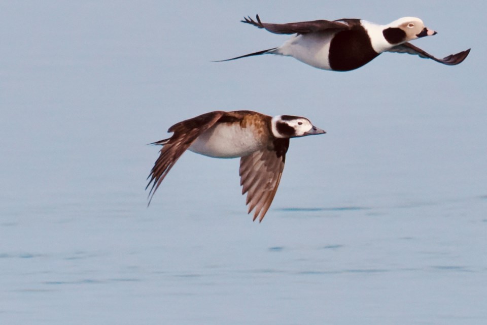 USED good-morning-feb-16-longtails-over-the-niagara-river