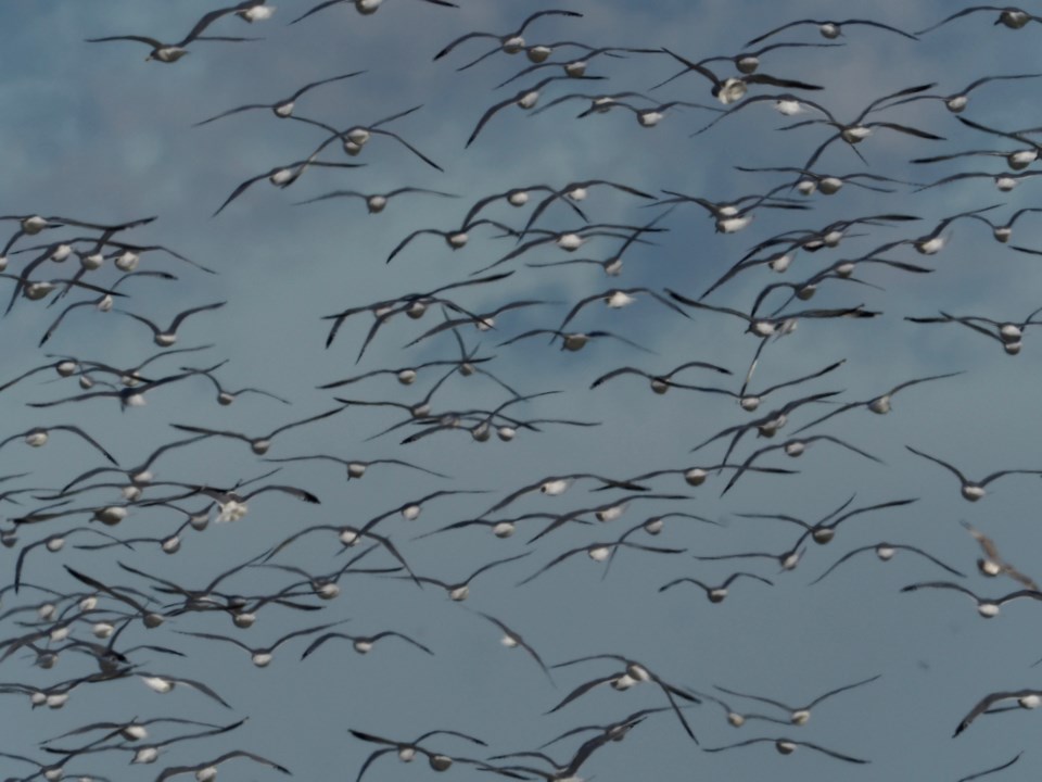 USED good-morning-gulls-in-flight-from-the-notl-sailing-club