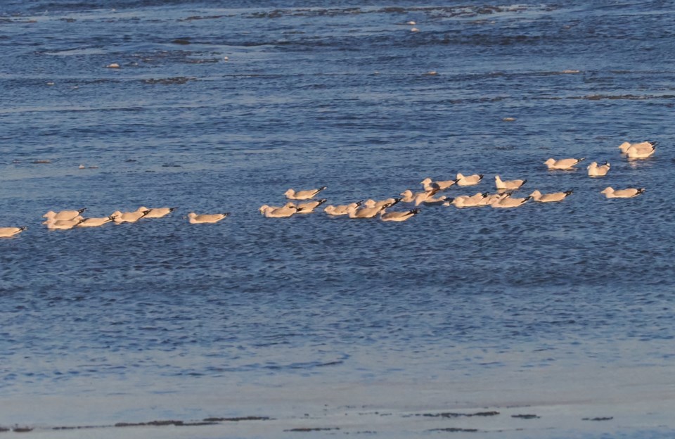 USED good-morning-jan-6-gulls-on-the-river