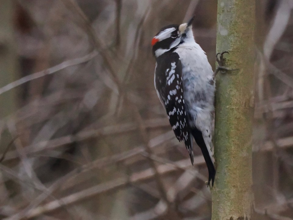 USEDgood-morning-jan-7-ns-park-male-downy-woodpecker