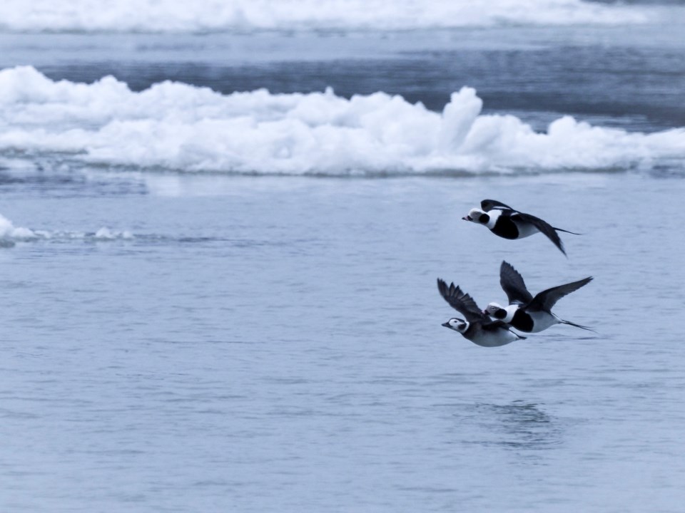 USED good-morning-longtails-over-niagara-river