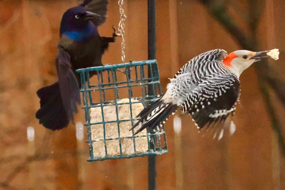 USED good-morning-march-9-common-grackle-sign-of-spring-chasing-off-the-red-bellied-woodpecker