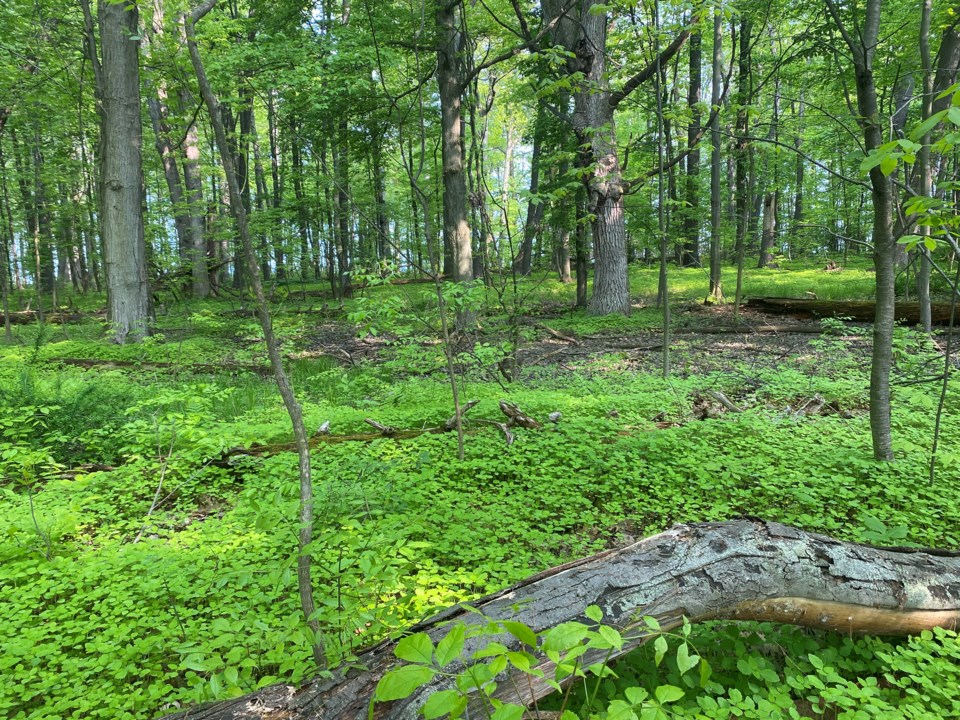 USED good-morning-may-29-the-forest-floor-near-the-department-of-national-defence-property-in-notl