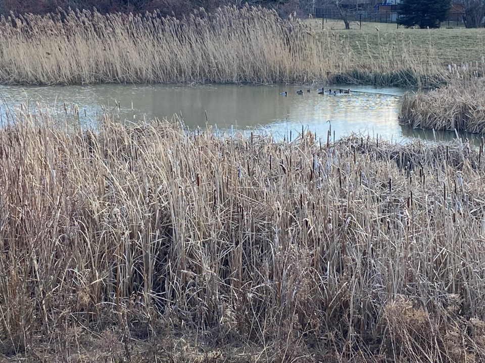 USED good-morning-pond-in-st-davids-beside-the-firehall