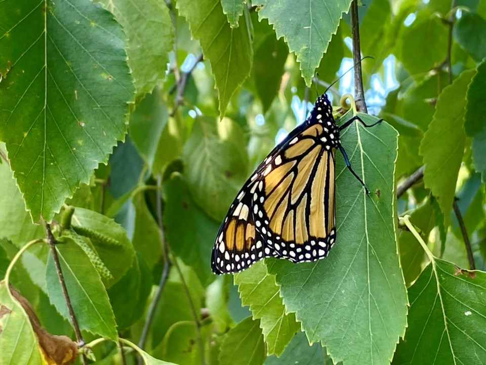 USED good-morning-sept-2-monarch-on-birch-tree