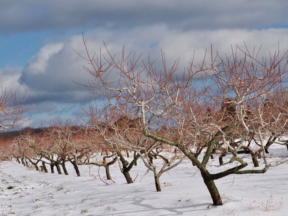 USED good-morning-snow-orchard-in-winter-along-niven-road