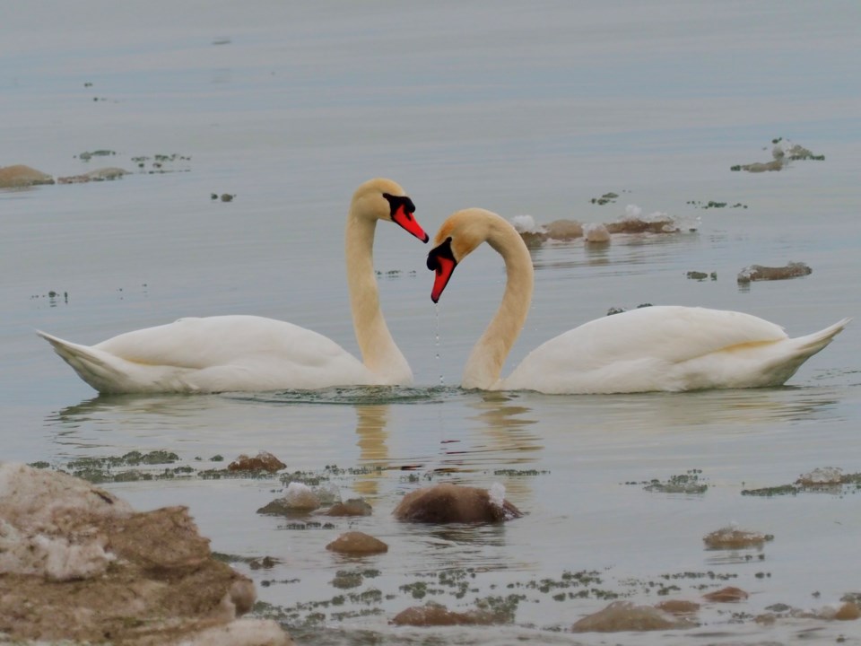 USED good-morning-swans-on-niagara-river